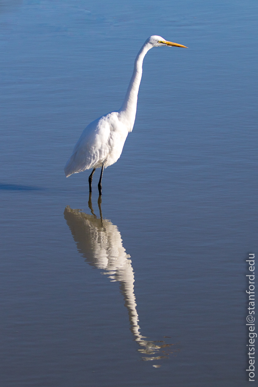 palo alto baylands